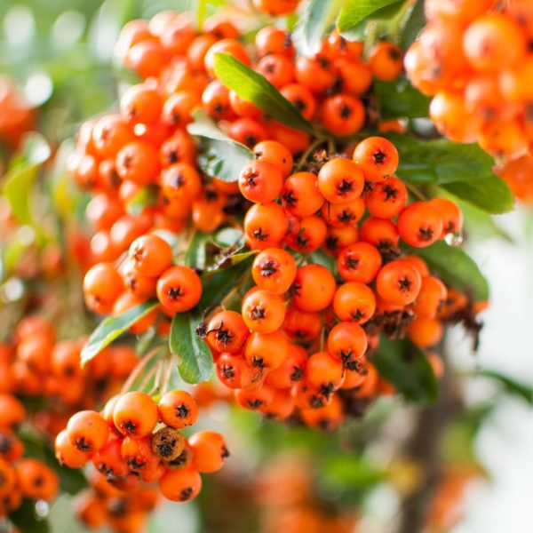 MarleenSahetapyFotografie-AUTUMNFEED-3